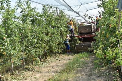 Кубанские аграрии с начала года собрали более восьми тысяч тонн фруктов и ягод