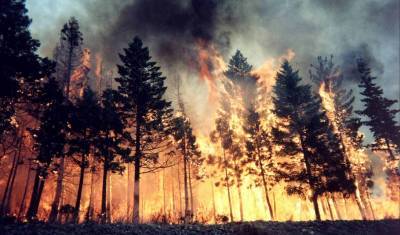 В России за неделю площадь лесных пожаров увеличилась вдвое