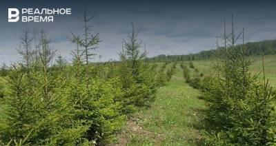 В Татарстане на данный момент восстановили 850 гектаров лесов