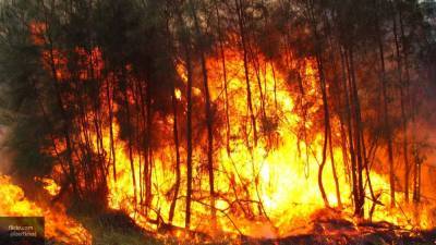 Площадь лесных пожаров в России выросла в два раза за две недели