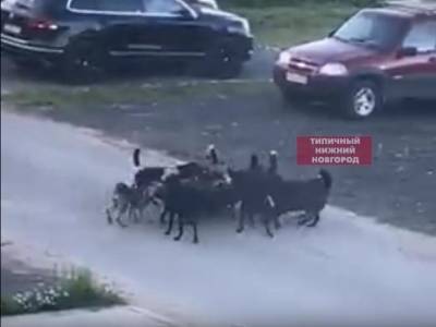 На стаю собак жалуются жители поселка Ждановский