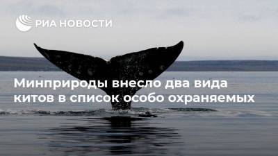 Минприроды внесло два вида китов в список особо охраняемых - ria.ru - Россия