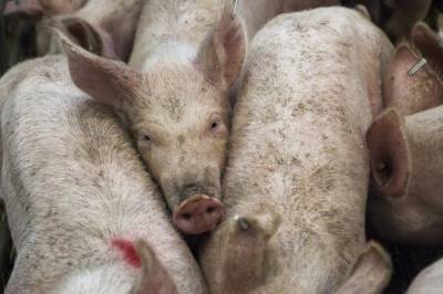 В Киевской области уничтожили почти 4 тыс. свиней из-за вспышки АЧС