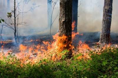 На Ямале тушат несколько лесных пожаров