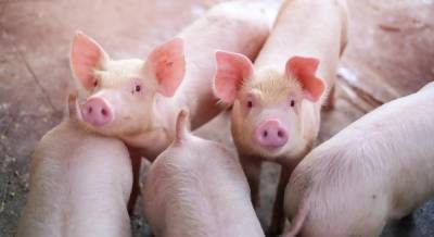 В Киевской области из-за вспышки африканской чумы свиней уничтожено почти 4 тысячи животных