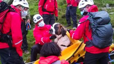 Шестнадцать добровольцев спасли упавшего с самой высокой горы Англии сенбернара