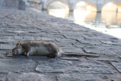 Московские власти закупят средств от крыс на 683 миллиона рублей