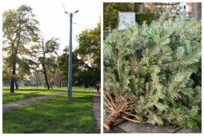 "Не убрали с Нового года": одесский парк завалили елками, кадры дикости