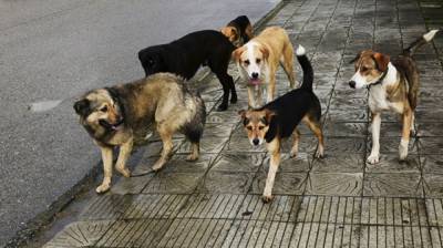 Отловленных в Воронеже собак выпустили без вакцинации в другом городе