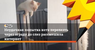 Неудачная попытка кота перелезть через ограду дослез рассмешила интернет