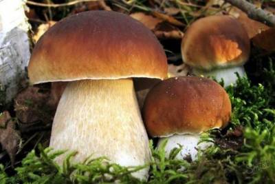 Костромские реалии: чтобы набрать белых грибов в лес идти не обязательно