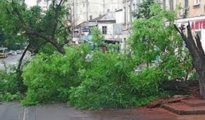 Мощное дерево рухнуло в центре Одессы, пострадали жильцы: кадры происходящего