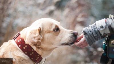Собак-поводырей могут заменить девайсом виртуальной реальности