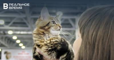 Во время самоизоляции спрос на кошек и собак в России вырос на 30%