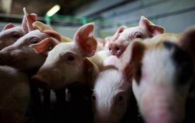 На Киевщине уничтожили почти 4 тысячи свиней из-за вспышки АЧС