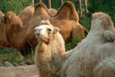 Жители Астраханской области пожаловались на нашествие одичавших верблюдов