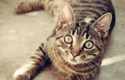 В Британии кошка заразилась коронавирусом от хозяев