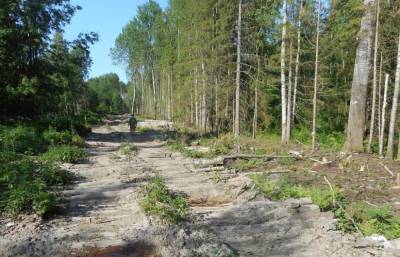 В Тверской области лесозаготовитель спилил чужие деревья, чтобы организовать дорогу к делянке