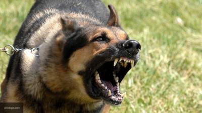 Кинолог Тарасов: за агрессию собак надо уголовно наказывать хозяев