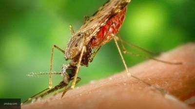 Атаковавшие Камчатку полчища комаров попали на видео