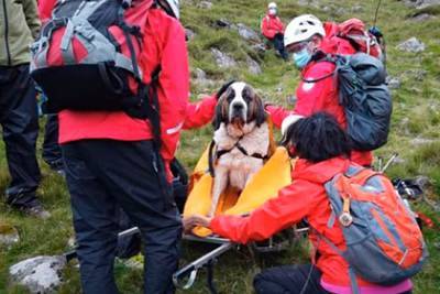 16 спасателей пять часов спускали сенбернара с самой высокой горы Великобритании