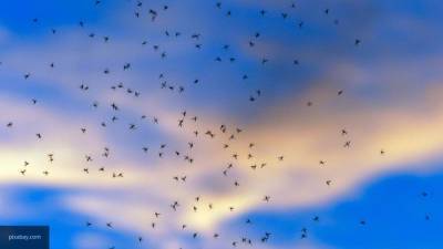 Жители Камчатки показали видео с нашествием комаров