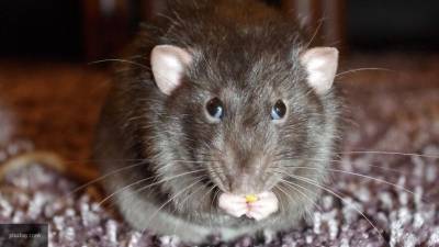 Немецкие ученые восстановили глухим крысам слух с помощью оптического импланта