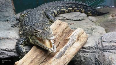 Крокодила в Балашихе смогли поймать благодаря газете "Подмосковье сегодня"