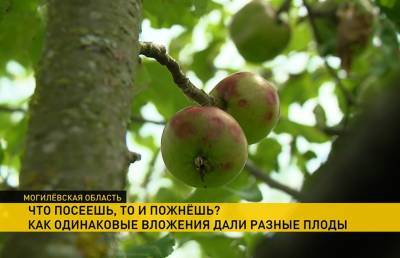 Одни предприятия работают, другие – терпят убытки: Госконтроль изучил развитие плодоводства в Могилевском регионе