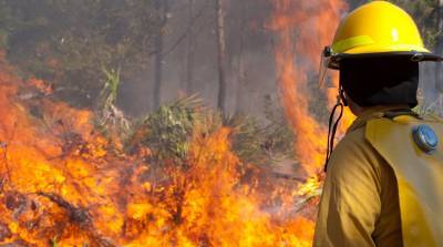 Около 200 га леса горит во французской Жиронде
