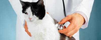 В Великобритании диагностировали первый случай заражения COVID-19 у кошки