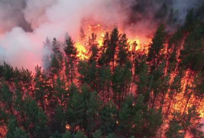 За последние сутки в России ликвидировали 65 природных пожаров