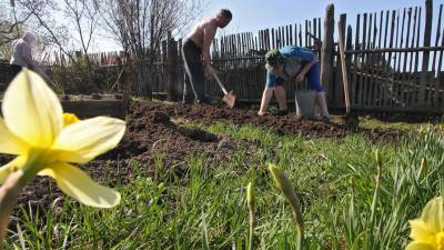 Более 170 кустов конопли нашли у жителя Уссурийска