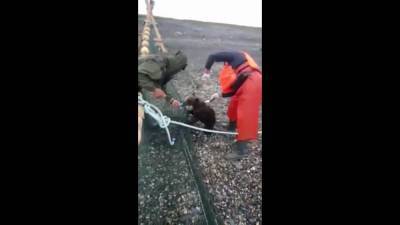 Сахалинские рыбаки спасли медвежонка из невода