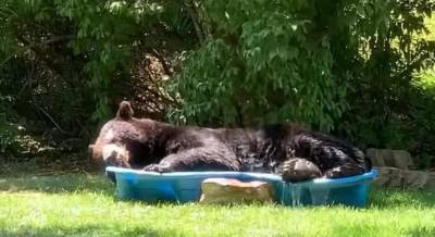 В США медведь уснул в детском бассейне частного дома из-за сильного зноя (видео, фото)