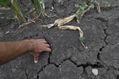 Более 150 тыс. гектаров посевов погибли в Алтайском крае из-за засухи
