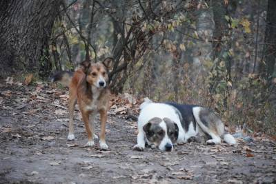 Предприниматель перевез отловленных в Воронеже собак в Нововоронеж без вакцинации и стерилизации