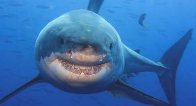 В США акула загрызла женщину