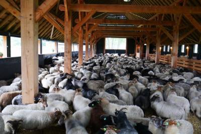 Содержащимися в грязных помещениях овцами в Тверской области заинтересовалась прокуратура