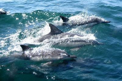 Росприроднадзор назвал причины гибели дельфинов в Краснодарском крае