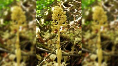 В воронежском заповеднике обнаружили орхидею, не встречавшуюся 40 лет