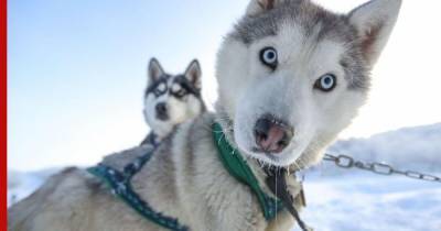 У собак в России может появиться обязательная регистрация