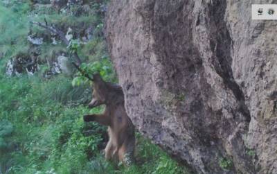 "Массажное дерево" – армянский медведь умеет получать удовольствие от жизни