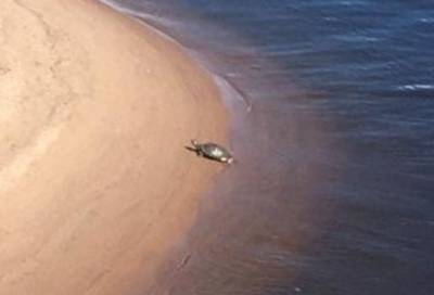 Большая и одинокая: на Васильевском острове заметили черепаху