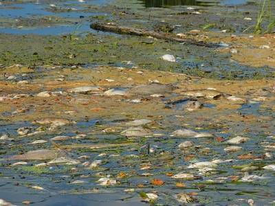 В Курганской области произошла массовая гибель рыбы в реке Исеть