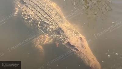 Житель Подмосковья поймал в реке Вьюнка крокодила