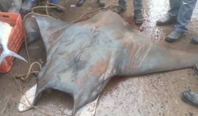 В Индии рыбаки поймали ската весом 800 килограммов