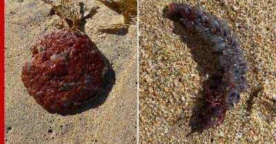 Посетительница пляжа нашла необычных существ у моря