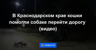 В Краснодарском крае кошки помогли собаке перейти дорогу (видео)