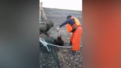 Сахалинские рыбаки спасли запутавшегося в сети медвежонка